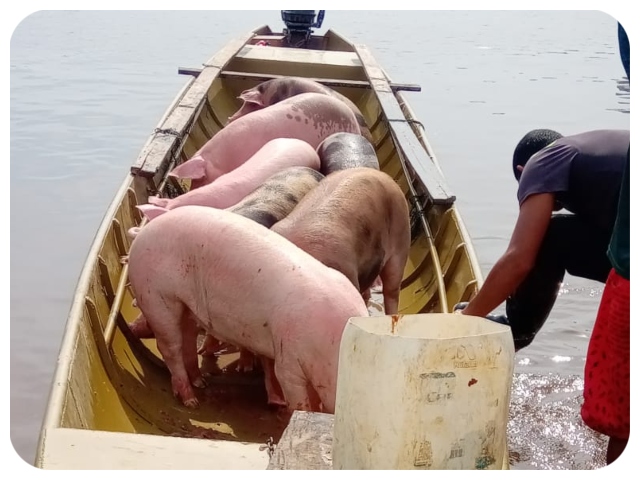 El ICA controla movilización de animales en Guainía