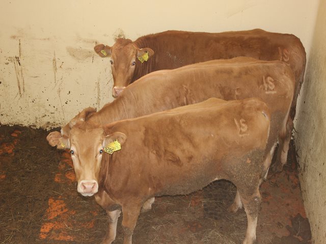 363.020 animales han sido vacunados contra la fiebre aftosa y la brucelosis bovina en Arauca