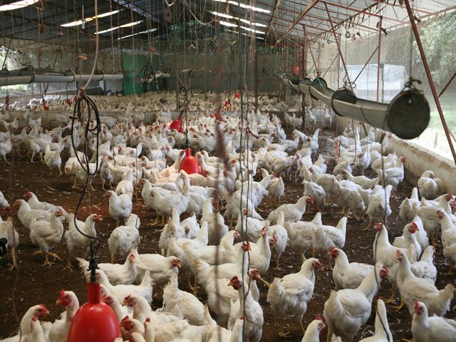 ICA: granjas avícolas que no radicaron plan de bioseguridad serán sancionadas