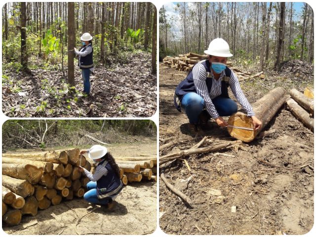 Vigilancia plantaciones forestales 
