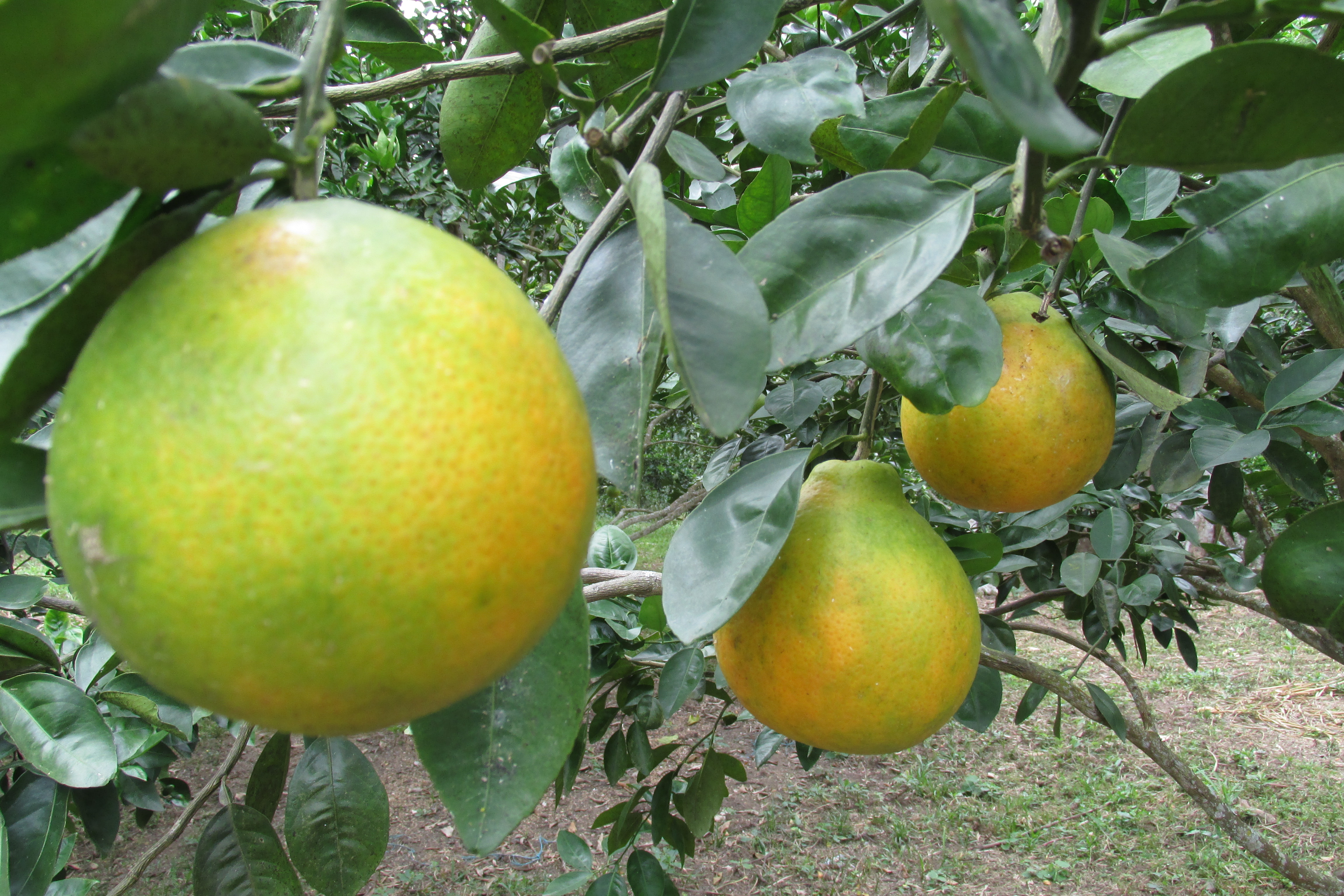 ICA-y-la-gobernacion-del-Casanare-firmaron-convenio-para-fortalecer-la-sanidad-agropecuaria-del-departamento-2.JPG ICA-y-la-gobernacion-del-Casanare-firmaron-convenio-para-fortalecer-la-sanidad-agropecuaria-del-departamento-2.JPG