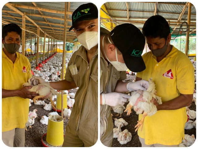 Continúan los muestreos en granjas avícolas de Antioquia para enfermedades como Newcastle e influenza aviar