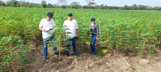 Foto-ICA-Vigilancia-semilla-de-yuca-1.jpg
