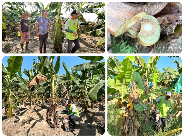 Labores de control y erradicación de moko en cultivos de plátano y banano en el Guaviare 