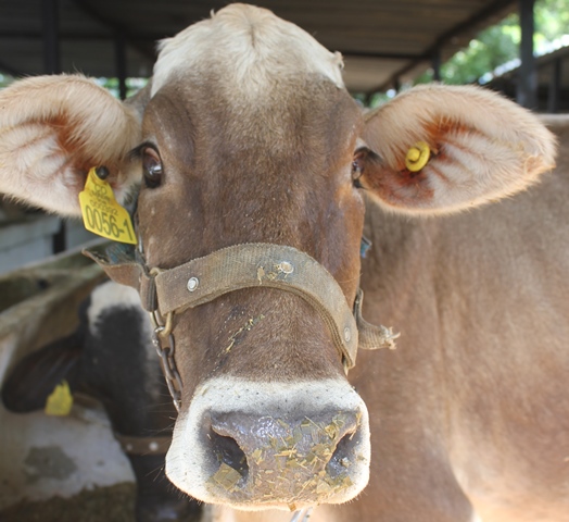 Ganaderos de Caldas no se quedan atrás con la producción de calidad en sus hatos 