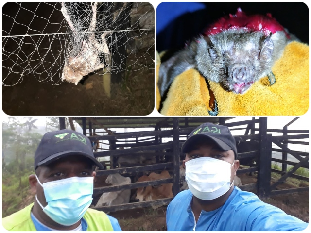 Jornadas de captura de murciélagos hematófagos en el Chocó.