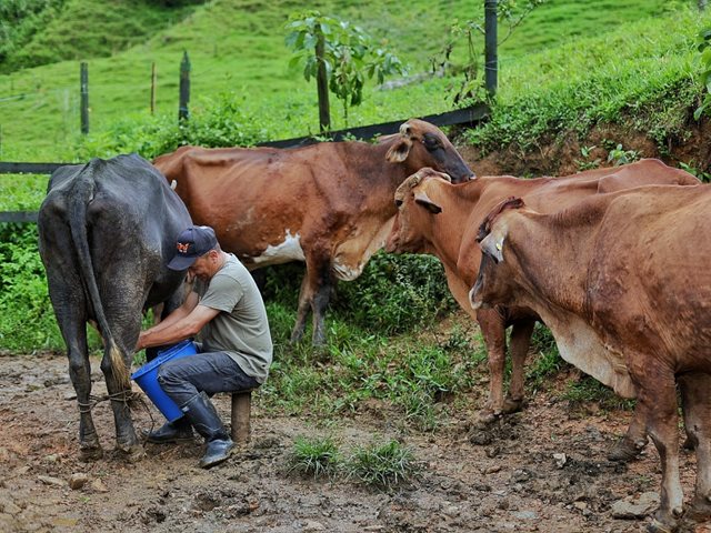 En Antioquia más de 1.500 familias PNIS han registrado este 2025 sus predios ante el ICA para trabajarlos de manera legal