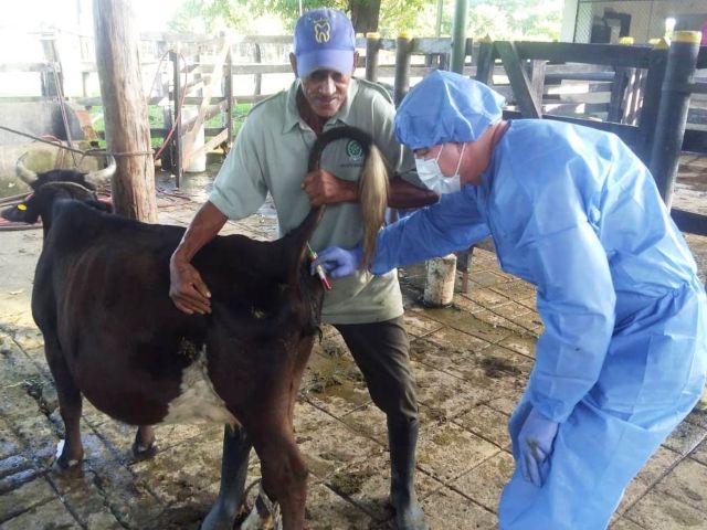 Funcionario ICA tomando muestra 