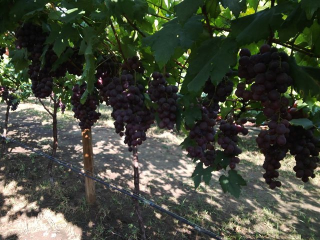 Con beneplácito recibieron viticultores del Valle autorización para ingreso de material vegetal para siembra de uva sin semilla