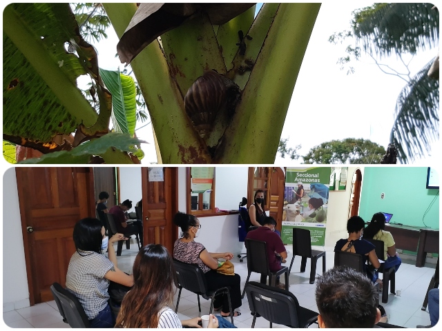  Alianzas interinstitucionales en Amazonas para ejercer control sobre el caracol gigante africano