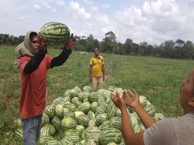 Frijol cabecita negra, patilla y melón, mejoran su producción en Maicao, La Guajira