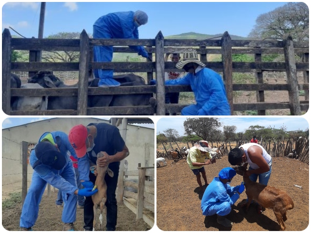 El ICA seccional La Guajira, ejerce vigilancia en la frontera contra la fiebre aftosa