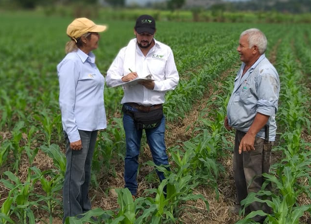 Continúan los esfuerzos para garantizar la sanidad e inocuidad del maíz en el Huila