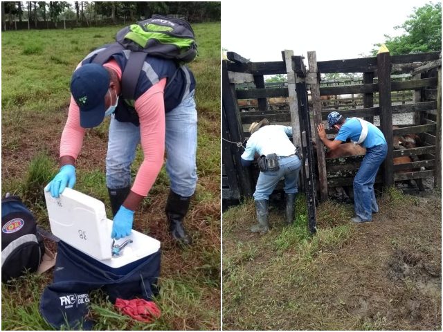 Supervisión del 1er ciclo de vacunación contra la fiebre aftosa en el Chocó
