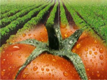 Ica concreta tres nuevos mercados para la exportación de productos agrícolas 