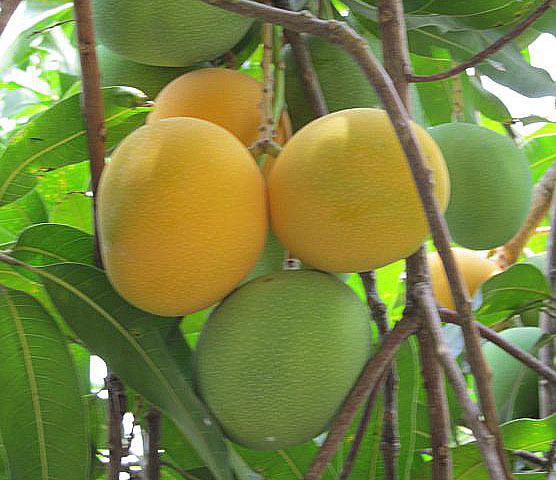 El ICA mejora la sanidad del cultivo de mango en el Tolima