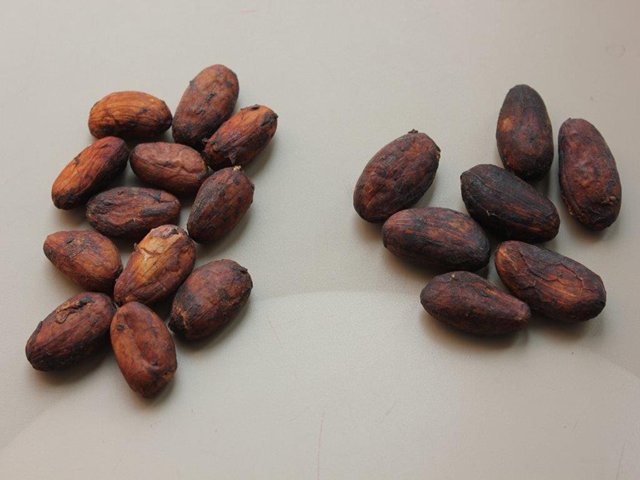 El ICA autoriza dos nuevas variedades de cacao para sembrar en Boyacá y Santander