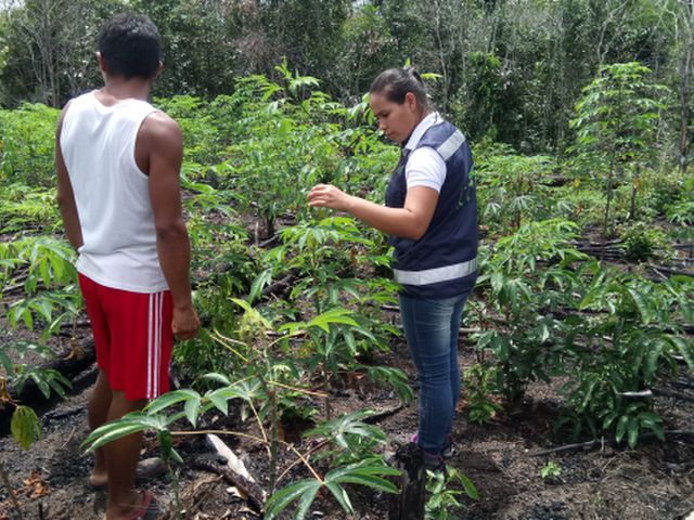 Comunidad indígena de Coayare es capacitada por el ICA en manejo integrado de cultivos de yuca y piña