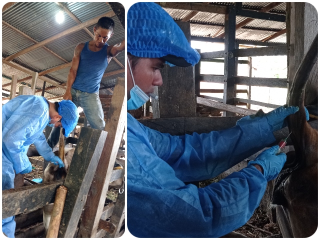 Muestreo serológico en Vaupés para diagnóstico de brucelosis bovina