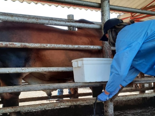 El ICA monitorea la presencia de residuos de medicamentos y contaminantes químicos en bovinos