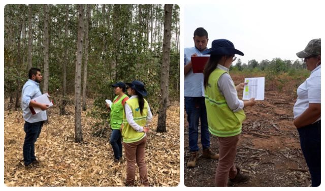 Continúan las visitas de vigilancia en cultivos forestales de Casanare
