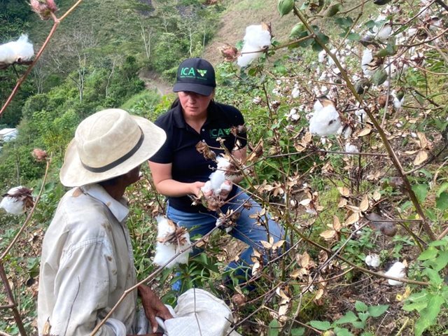 Uramita renace con el algodón más blanco de Colombia: 20 toneladas de fibra impulsan la industria textil antioqueña