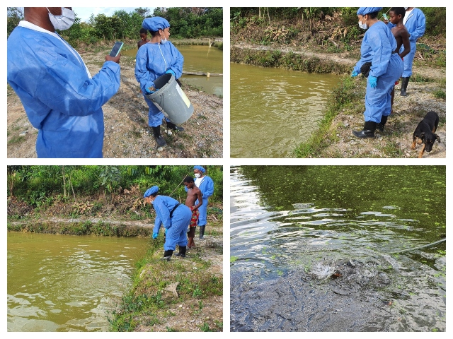 Piscicultores del Chocó y el ICA aseguran las condiciones sanitarias de los establecimientos