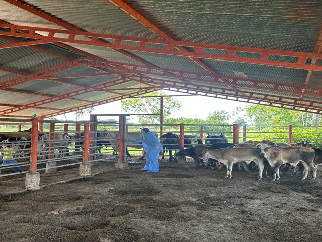 El ICA toma acciones contra la tuberculosis bovina en Arauca, para fortalecer la producción ganadera