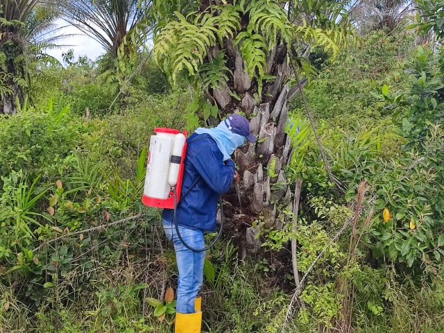 El ICA monitorea la producción de palma de aceite en Casanare 