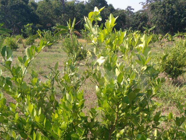 Prevención del HLB de los cítricos en el Huila, prioridad del ICA