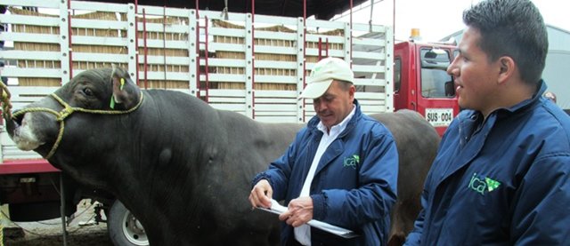 Nueva medida sanitaria para movilizar animales hacia zonas de frontera con Venezuela 
