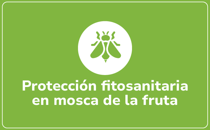 Mosca de la fruta