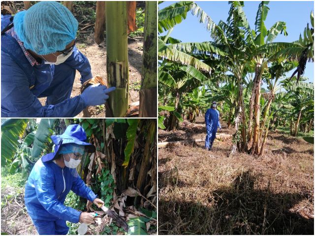 Con brigadas fitosanitarias de inspección y control, el ICA protege los cultivos de plátano en Bolívar 