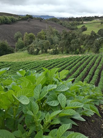 2-1-foto-cultivo-de-papa.jpg 2-1-foto-cultivo-de-papa.jpg