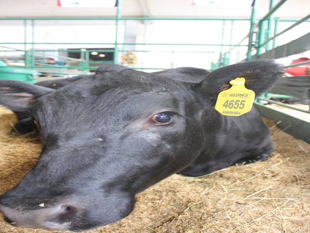 Acciones conjuntas entre ICA y el Invima para lograr la trazabilidad animal