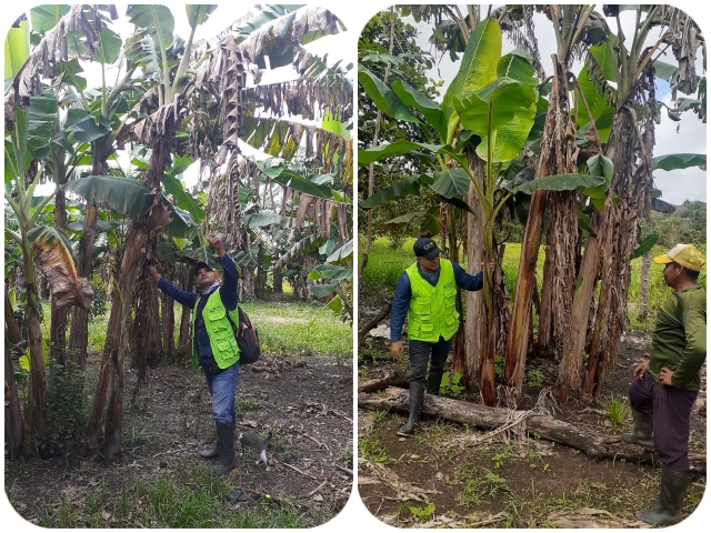 En Vichada, el ICA les pone el ojo a los cultivos de plátano y banano 