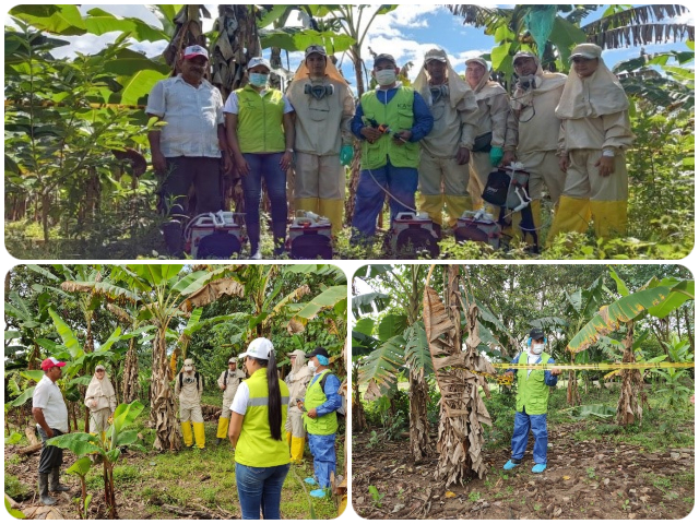 Cultivos de plátano y banano en Arauca, con alta condición fitosanitaria y productivos 