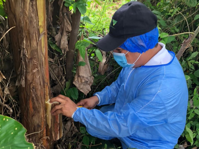 El ICA realiza acciones de vigilancia en cultivos de plátano y banano en Arauca