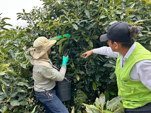 Productores Quindío. 