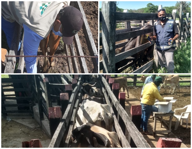 La ganadería en La Guajira avanza con trazabilidad y legalidad 
