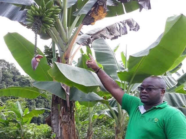 El picudo negro del chontaduro, en la mira del ICA en el Chocó