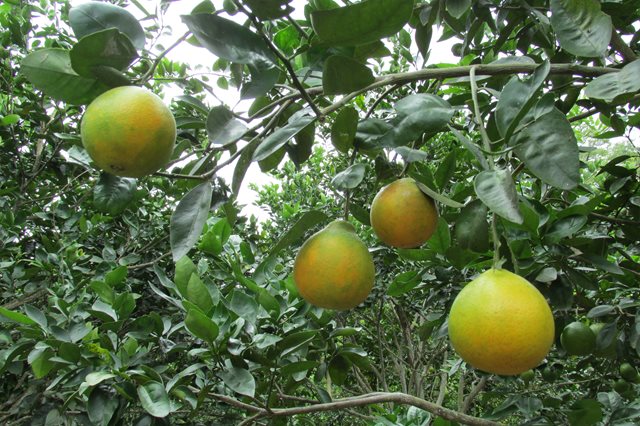 citricos-ICA.JPG