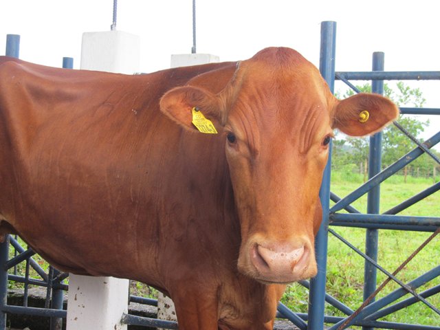 Inició ciclo de vacunación contra la fiebre aftosa y la brucelosis bovina en todo el país