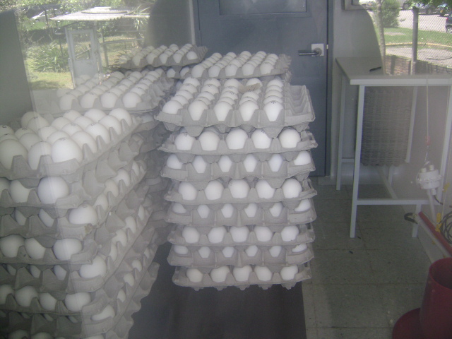 ICA gestiona con gobierno de México exportación de huevos colombianos 
