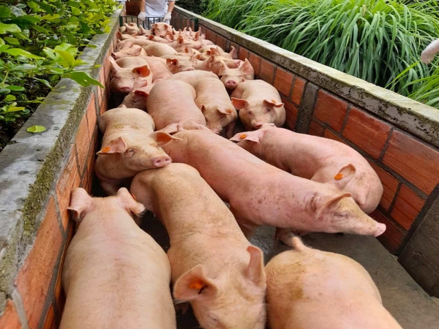 Foto-ICA-Admisibilidad-para-la-carne-porcina-a-Singapur-1.jpg