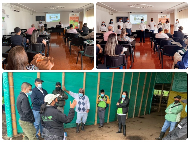 En Quindío, producción de cítricos avanza con calidad fitosanitaria 