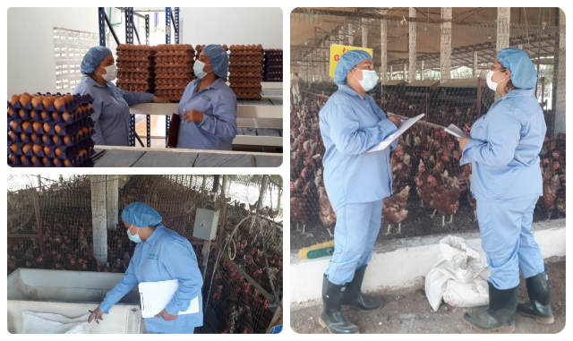 El ICA y los productores de Córdoba aúnan esfuerzos para obtener una producción avícola con calidad