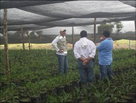 A evaluación  viveros de palma de aceite en el departamento del Magdalena 