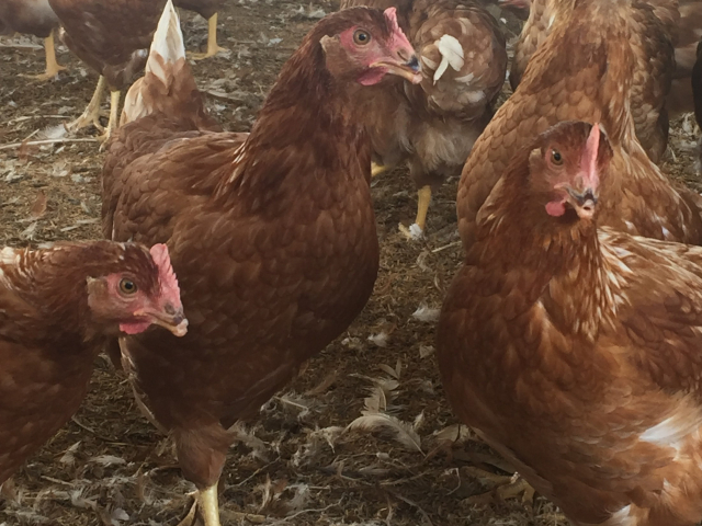 Ecuador mantiene la importación de aves procedentes de Colombia