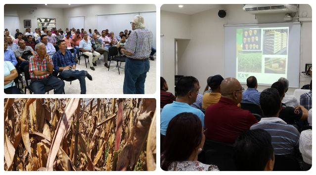 foto-collage-ICA-productores-maiz-tolima.jpg